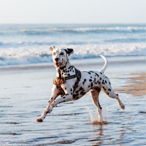 about-pic-new A Dalmatian dog joyfully running along the sandy beach