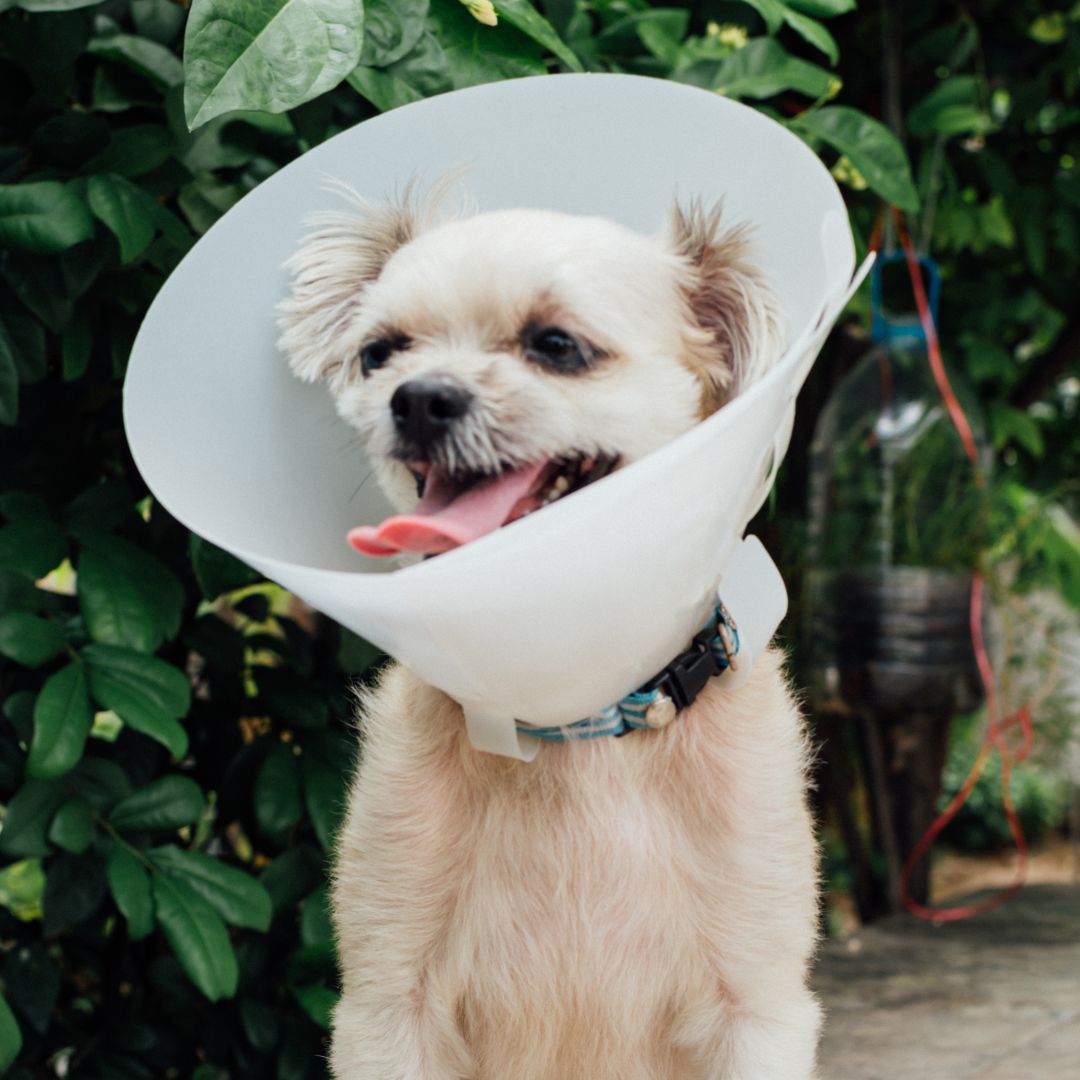 surgery-pic (2) A dog wearing a protective cone around its head