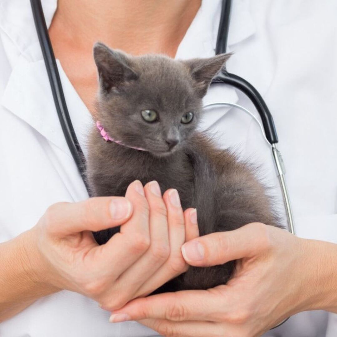 wellness-img A caring woman cradles a kitten in her arms
