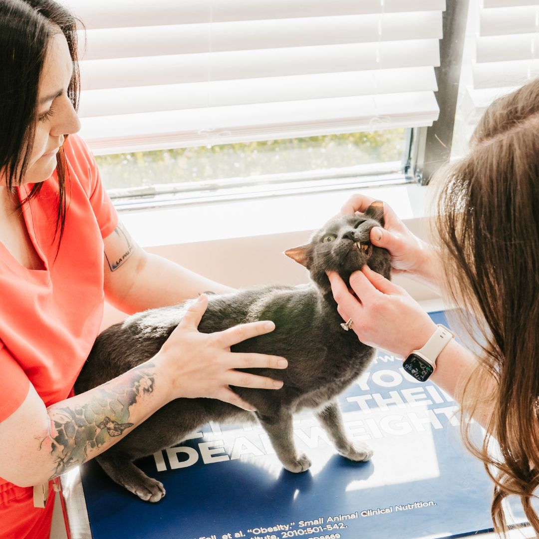 A caring woman cradles a kitten in her arms